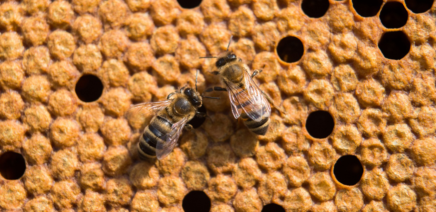Honey Bee