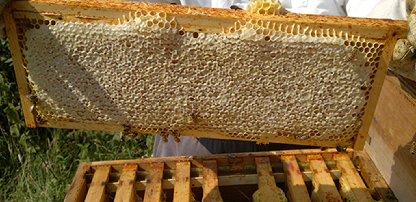 Swarms of Bees